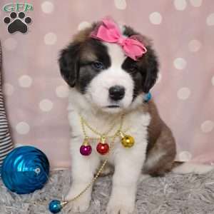 Angel, Saint Bernard Puppy