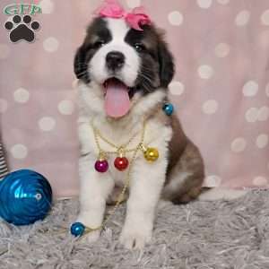 Angel, Saint Bernard Puppy