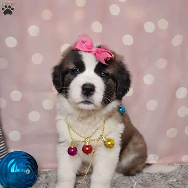 Angel, Saint Bernard Puppy