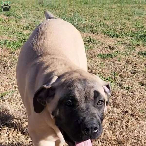 Maximus (Max), English Mastiff Mix Puppy