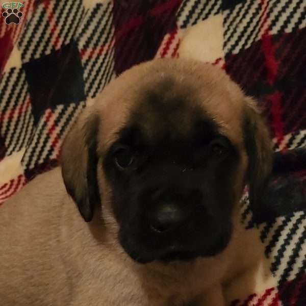 Cupid, English Mastiff Puppy