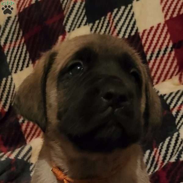 Dasher, English Mastiff Puppy