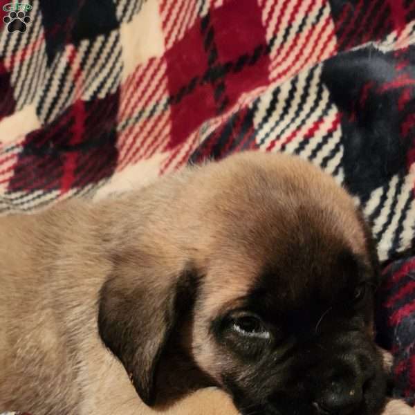 Prancer, English Mastiff Puppy