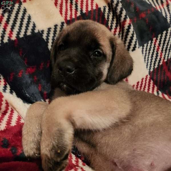 Vixen, English Mastiff Puppy