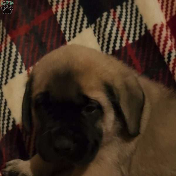 Dancer, English Mastiff Puppy