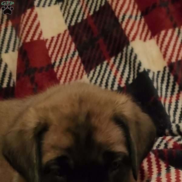 Donner, English Mastiff Puppy