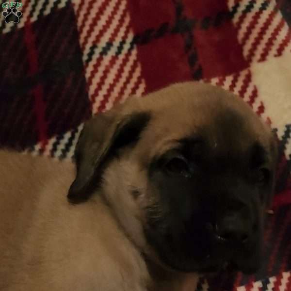 Blitzen, English Mastiff Puppy