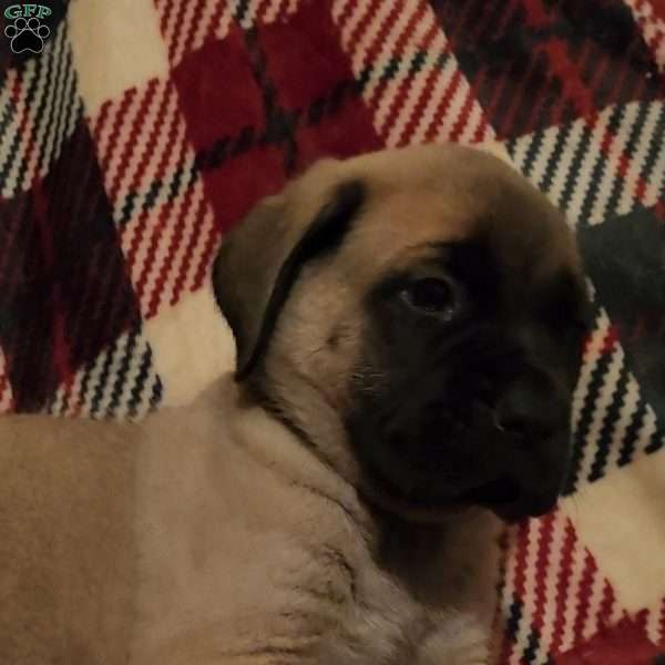 Comet, English Mastiff Puppy