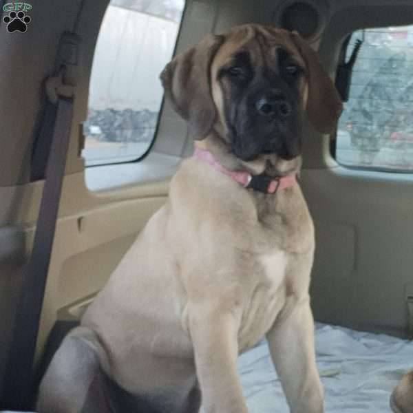 Mazie, English Mastiff Mix Puppy