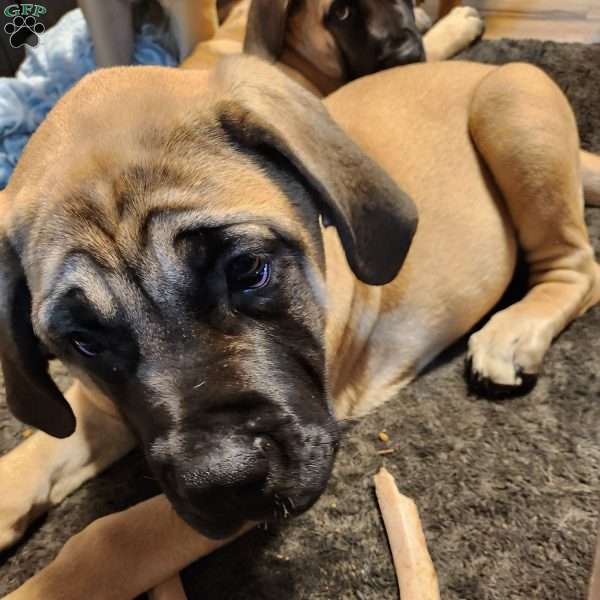 Mya, English Mastiff Mix Puppy