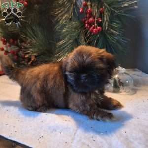 Mac, Shih Tzu Puppy