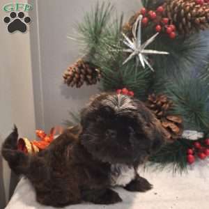 Mocha, Shih Tzu Puppy