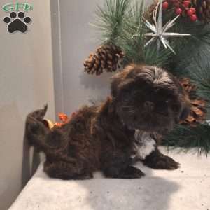 Mocha, Shih Tzu Puppy