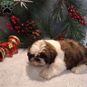 Mason, Shih Tzu Puppy