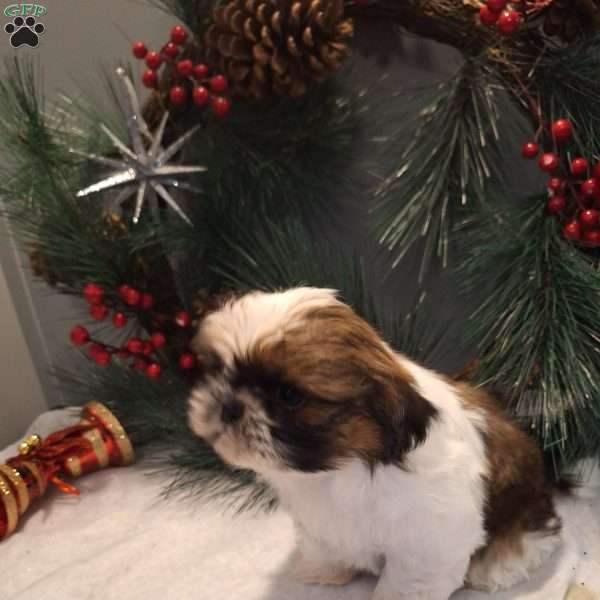 Mason, Shih Tzu Puppy