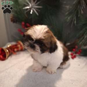 Mason, Shih Tzu Puppy