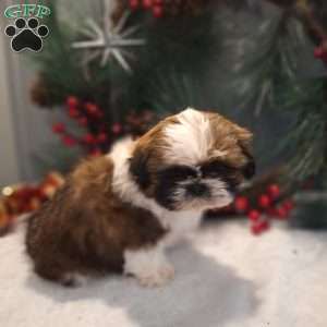 Mason, Shih Tzu Puppy