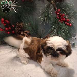 Macy, Shih Tzu Puppy