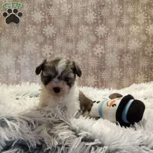 Belle, Shih-Poo Puppy