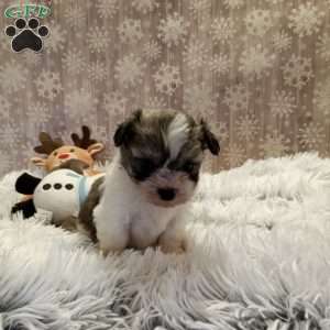 Belle, Shih-Poo Puppy