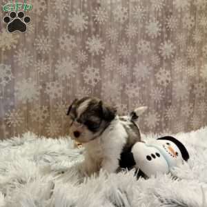 Belle, Shih-Poo Puppy