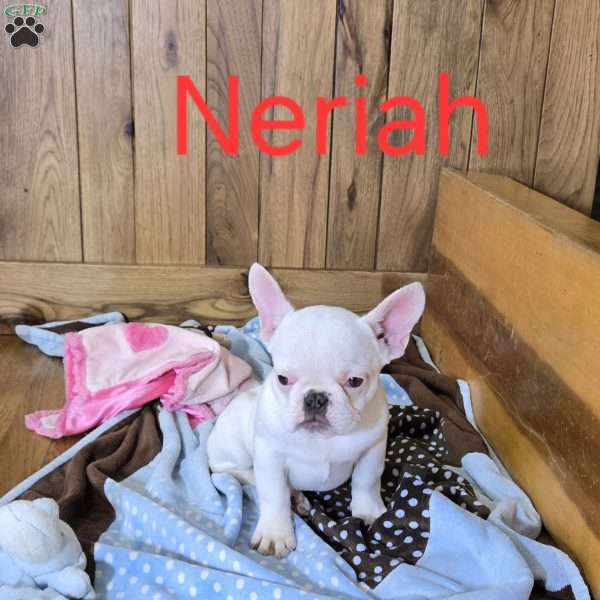 Neriah, French Bulldog Puppy