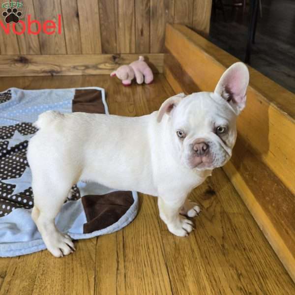 Noble, French Bulldog Puppy