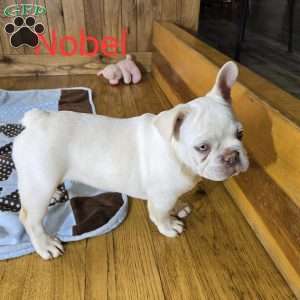 Noble, French Bulldog Puppy