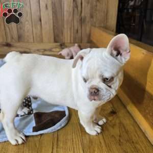 Noble, French Bulldog Puppy