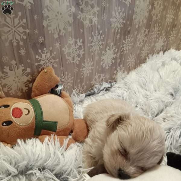 Frosty, Shih-Poo Puppy