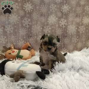 Topper, Shih-Poo Puppy