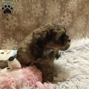 Zane, Shih-Poo Puppy