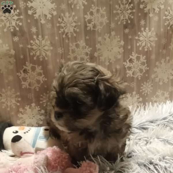 Zane, Shih-Poo Puppy