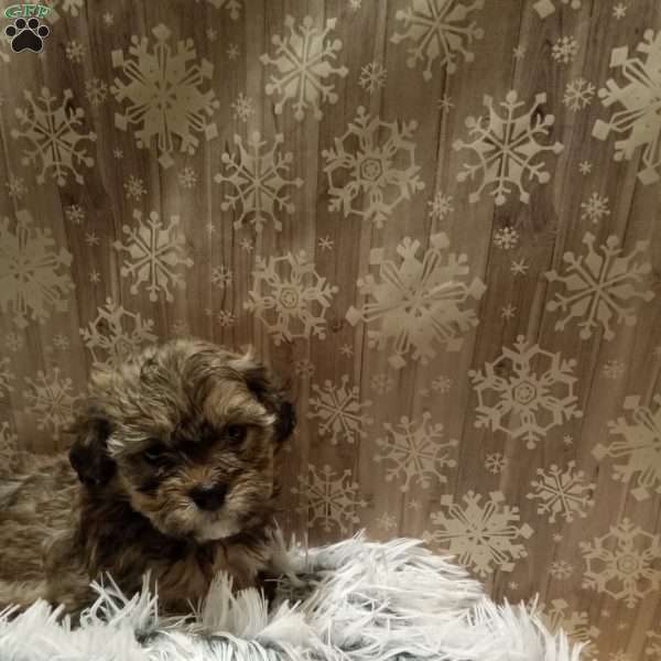 Finn, Shih-Poo Puppy