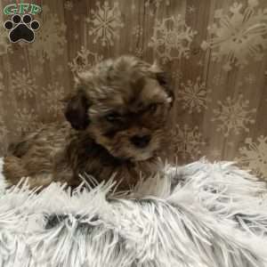 Finn, Shih-Poo Puppy