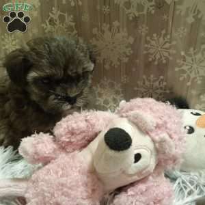 Cookie, Shih-Poo Puppy