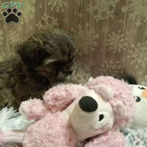 Cookie, Shih-Poo Puppy