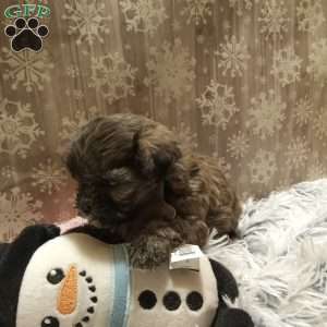 Cutie, Shih-Poo Puppy