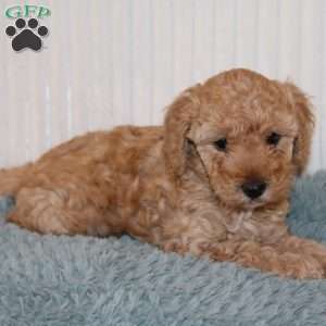 Jasmine, Miniature Poodle Puppy