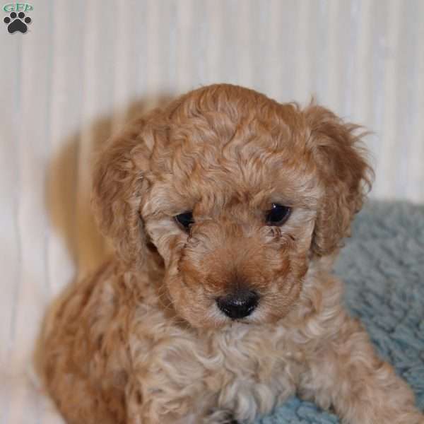 Jasmine, Miniature Poodle Puppy