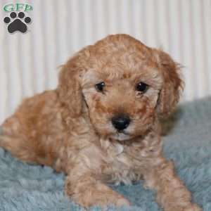 Jasmine, Miniature Poodle Puppy