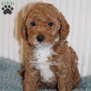 Jasper, Miniature Poodle Puppy