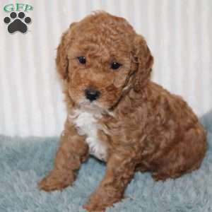 Jasper, Miniature Poodle Puppy