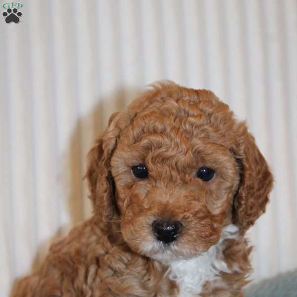 Jasper, Miniature Poodle Puppy