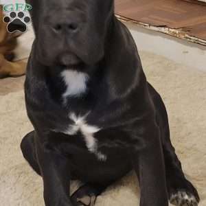 Red, Cane Corso Puppy