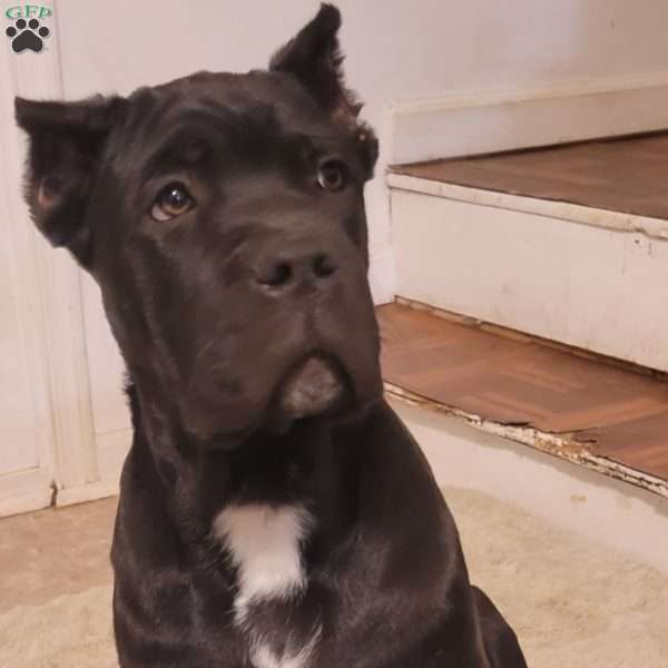 Red, Cane Corso Puppy