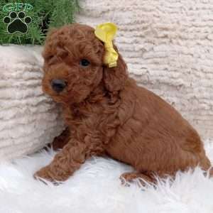 Bo, Miniature Poodle Puppy