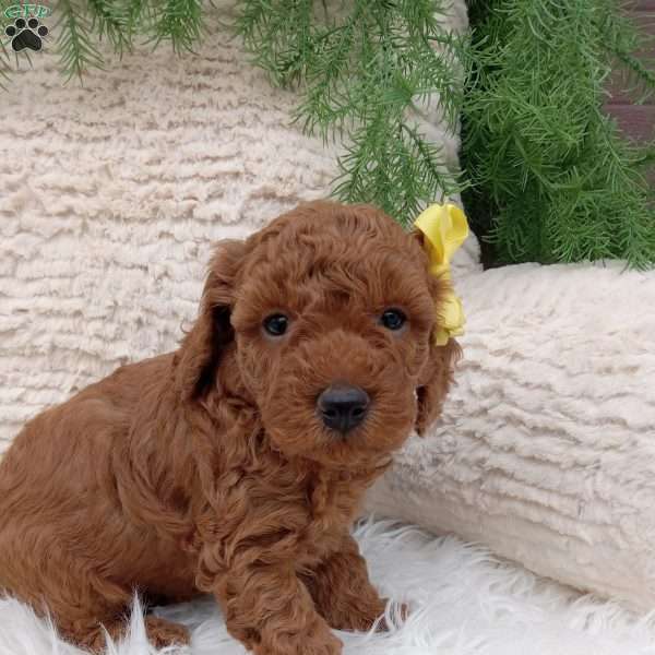 Bo, Miniature Poodle Puppy