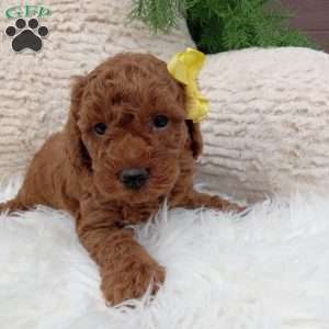 Bo, Miniature Poodle Puppy