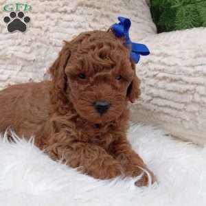 Rusty, Miniature Poodle Puppy